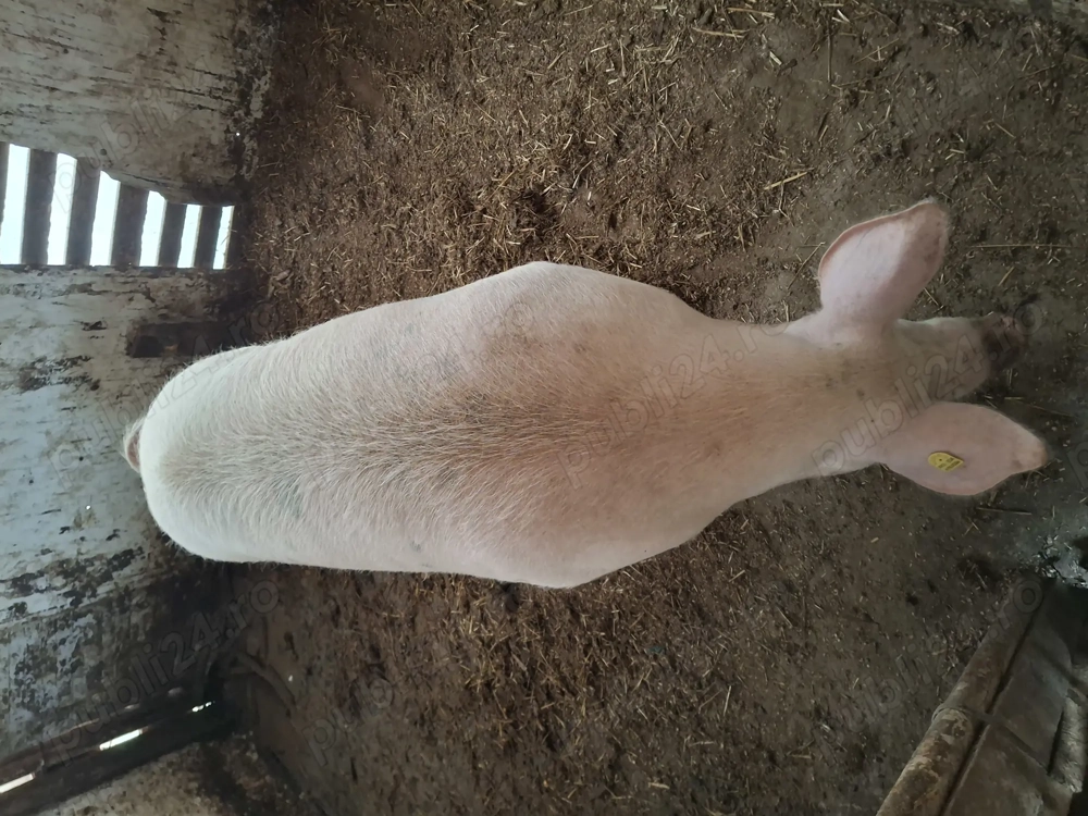 Vand porc crescut natural