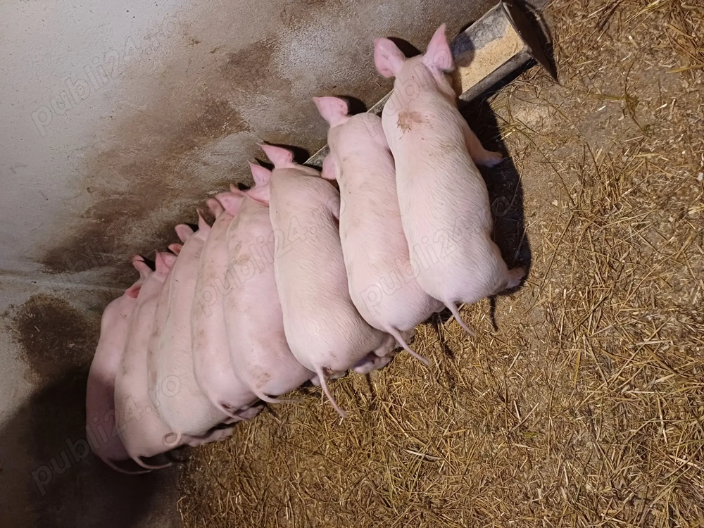 Disponibili 8saptamani 