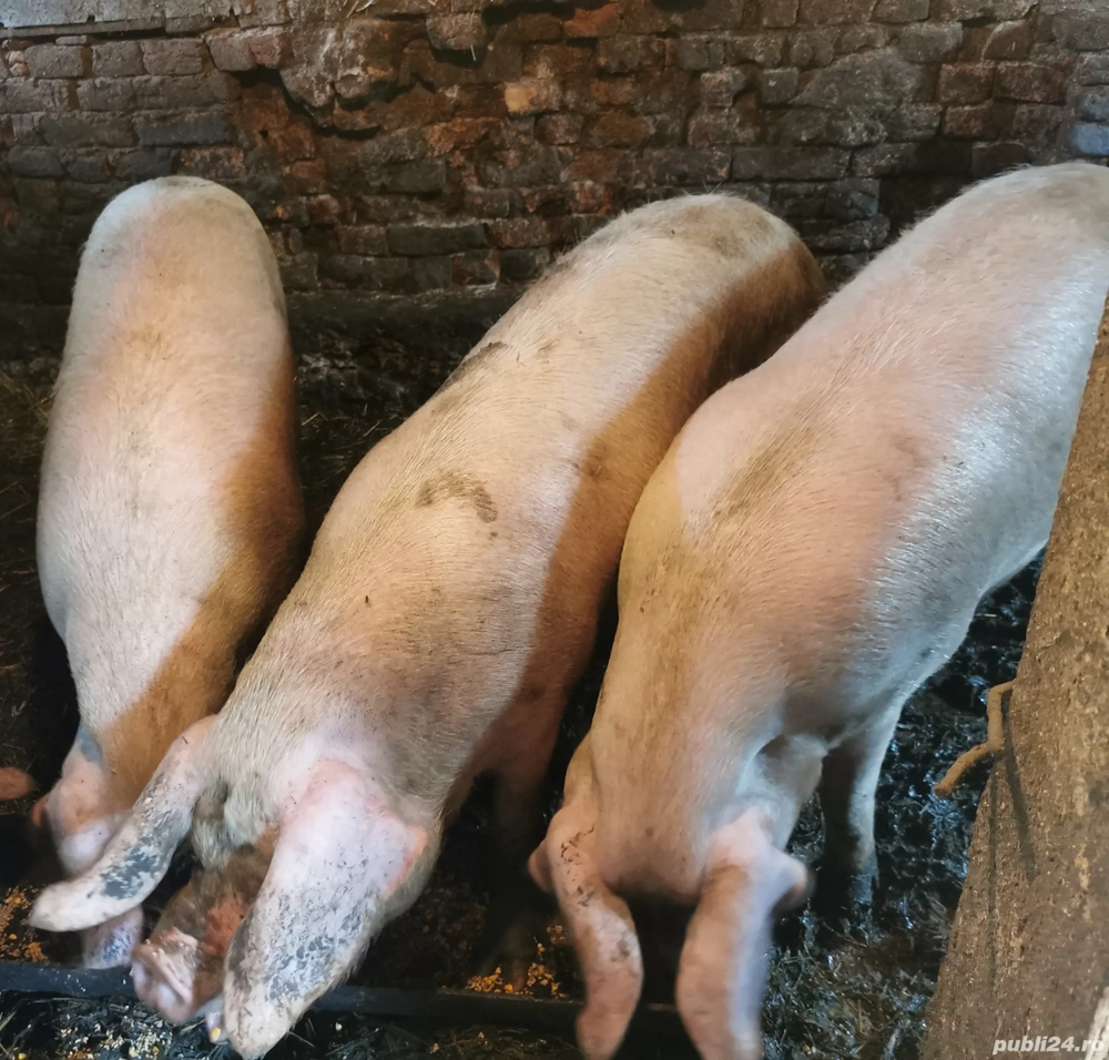 Porci de vânzare crescuți bio în gospodărie între 100-230 kg 