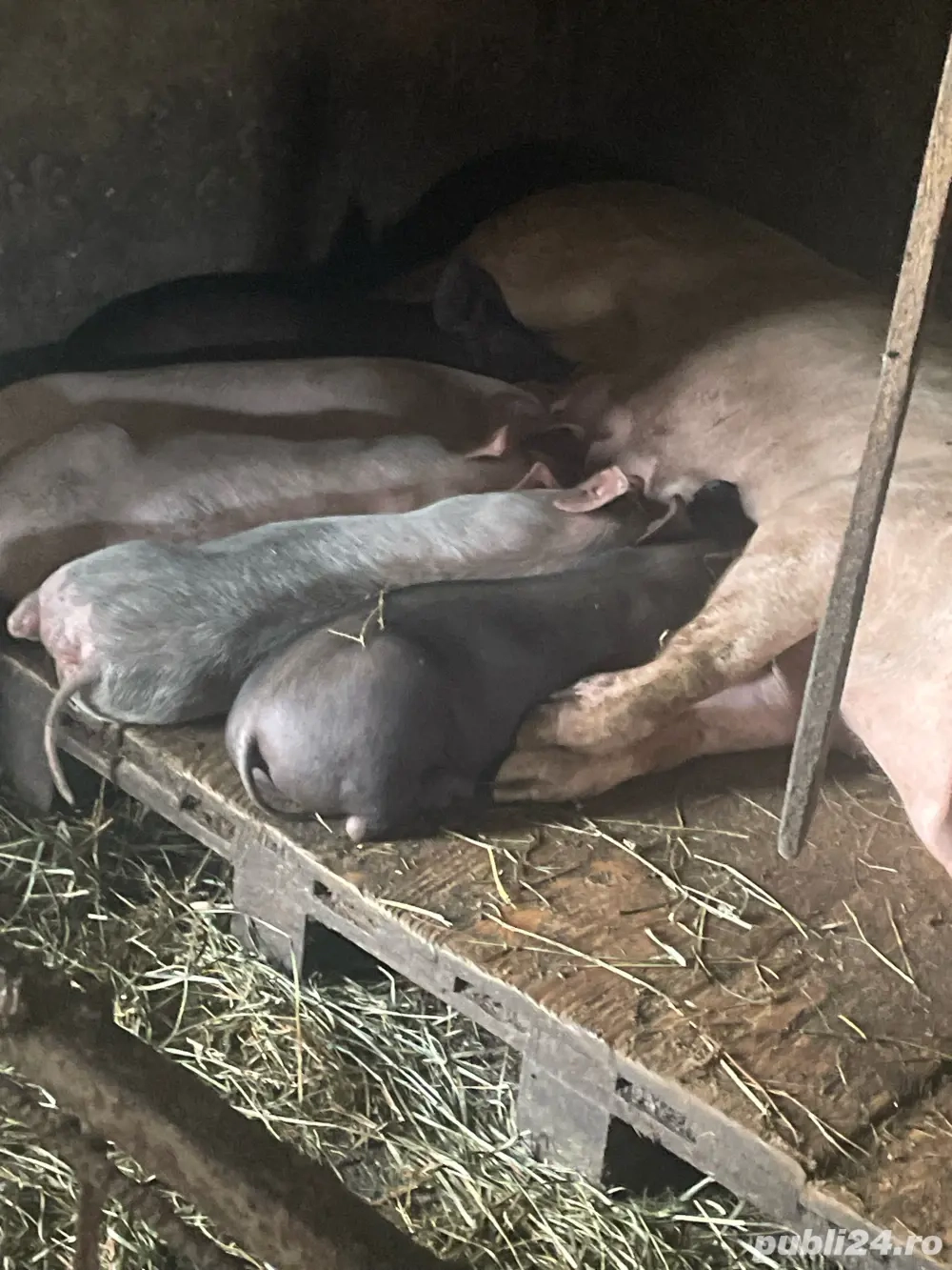 Purcei carne vanzare 