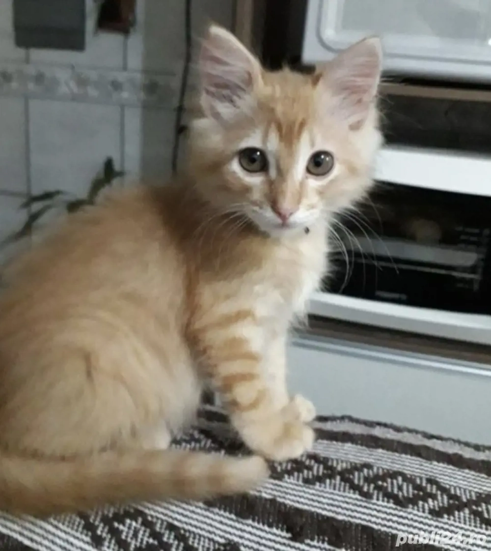 Siberiană de Pădure 