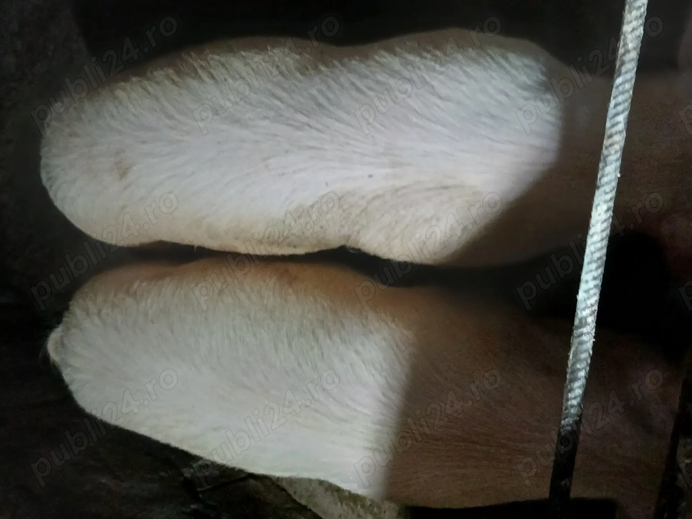 De vanzare 2 soldani de 90 kg 2 soldani de 60 kg 