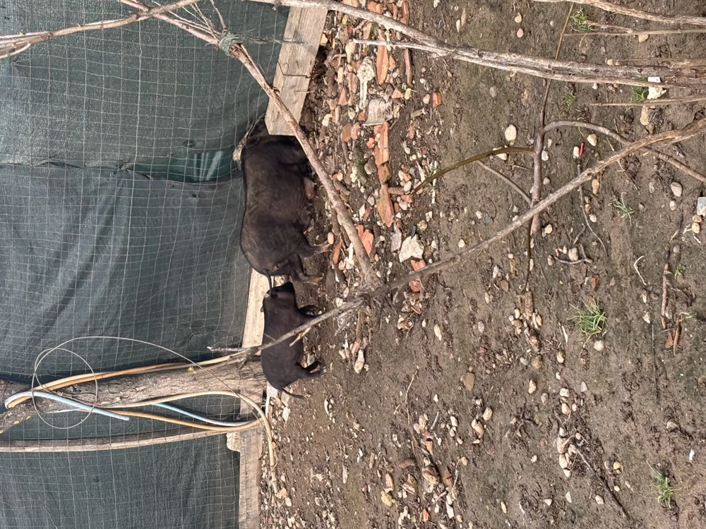 vând 3 purcele vietnameze 