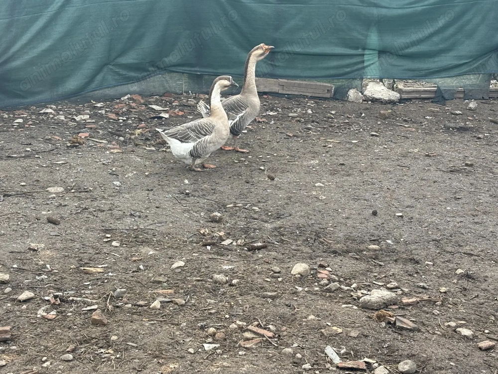 vând un gâscan și o gâscă 