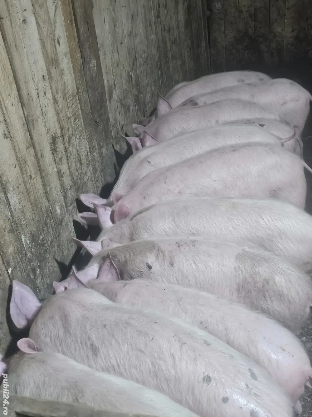 vând 12 soldani rasa de calitate de carne 