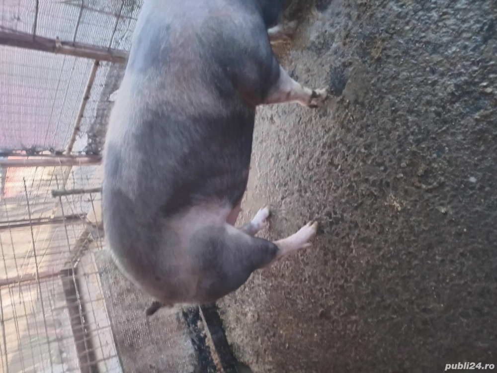 Vand porc de craciun