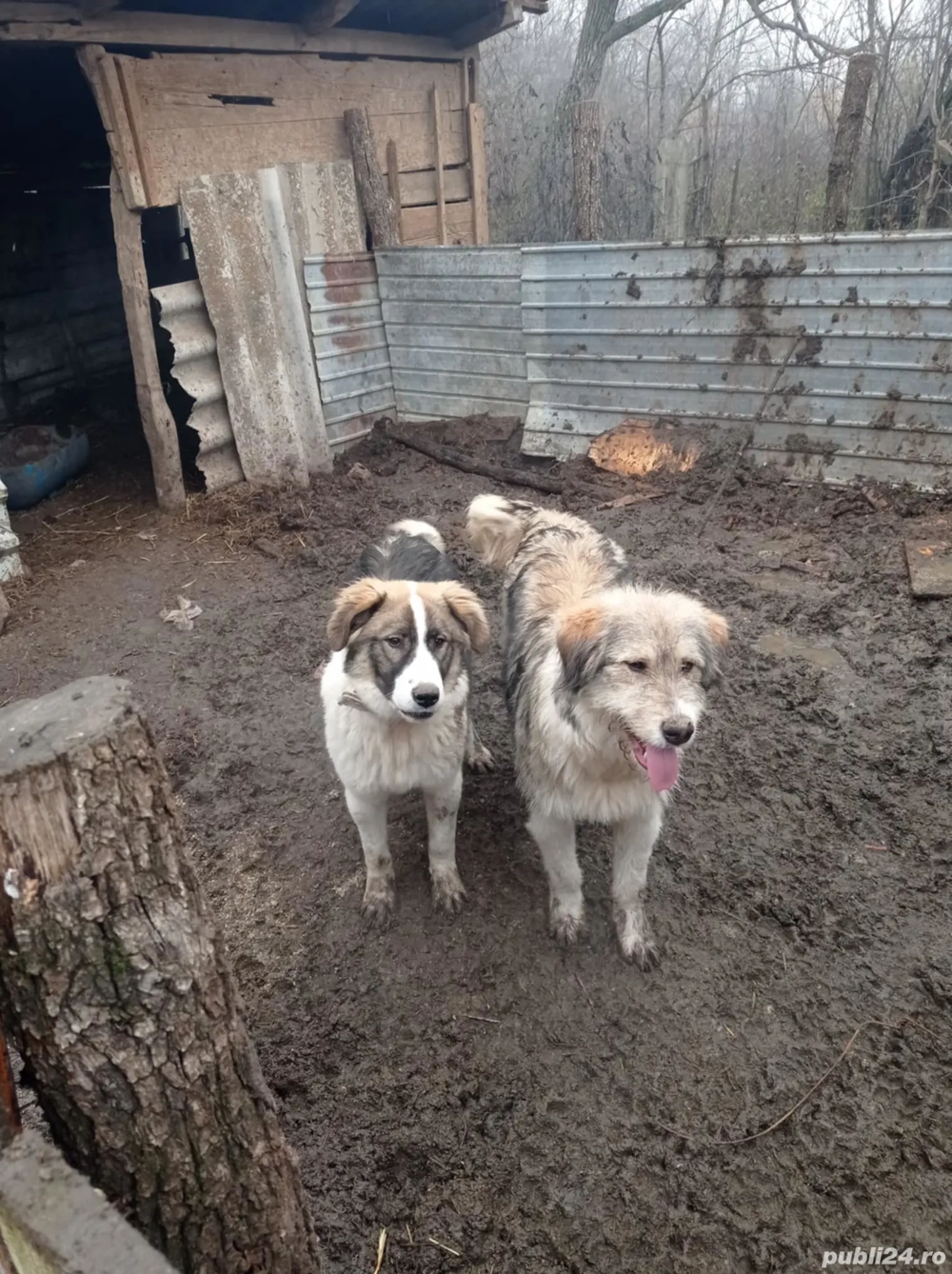 De vânzare 10 milioane amândoi 