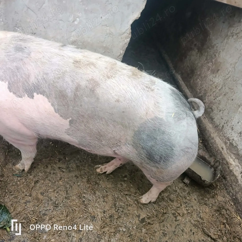 Vând 2 porci 200kg  buc