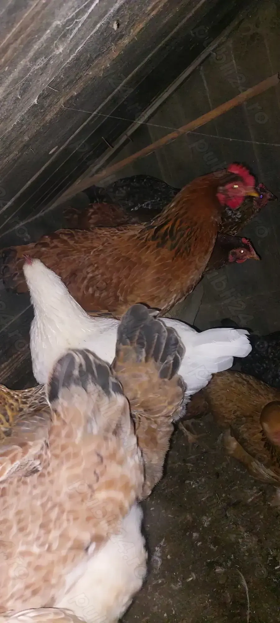 Vând 10 găini crescute natural 