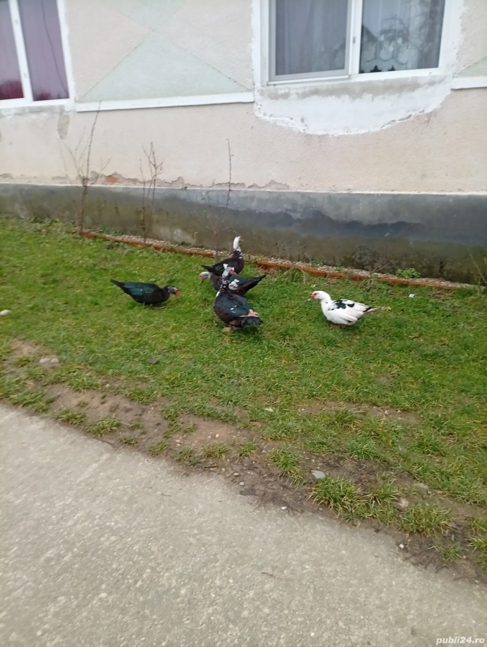 vând rațe mute și un rățoi patru rațe