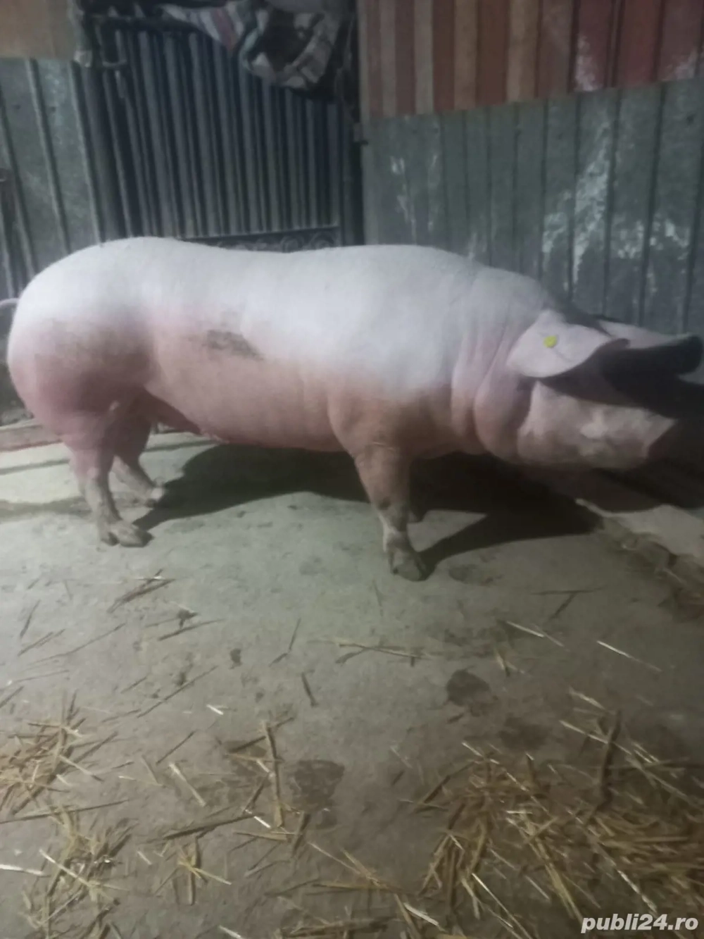 Purcea de vanzare pietrean