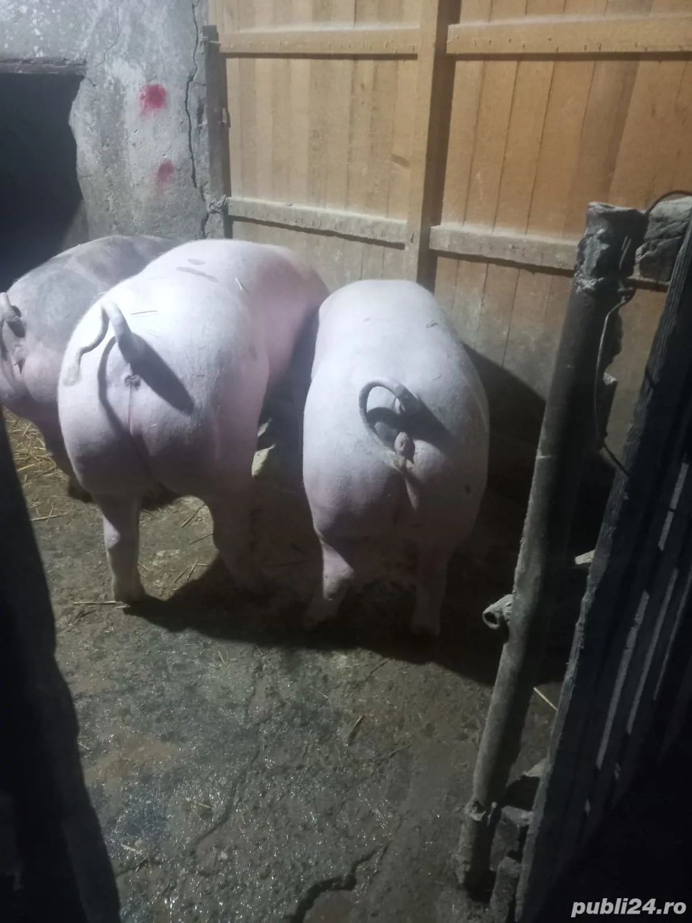 Porci de vanzare pietrean