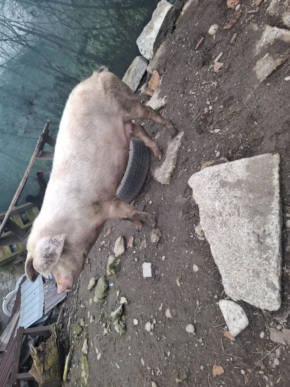 Scrofita crescuta in gospodarie  proprie