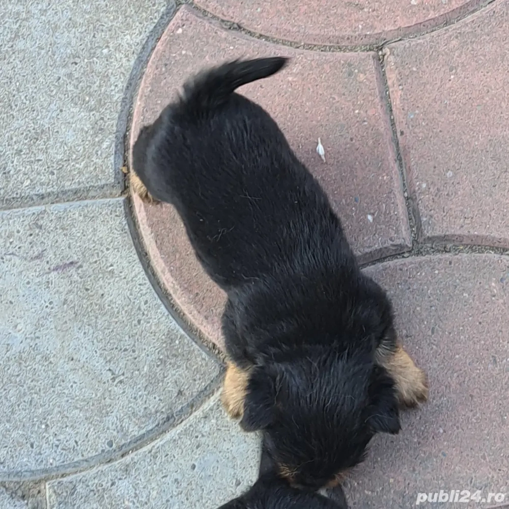 vanzare yorserterier