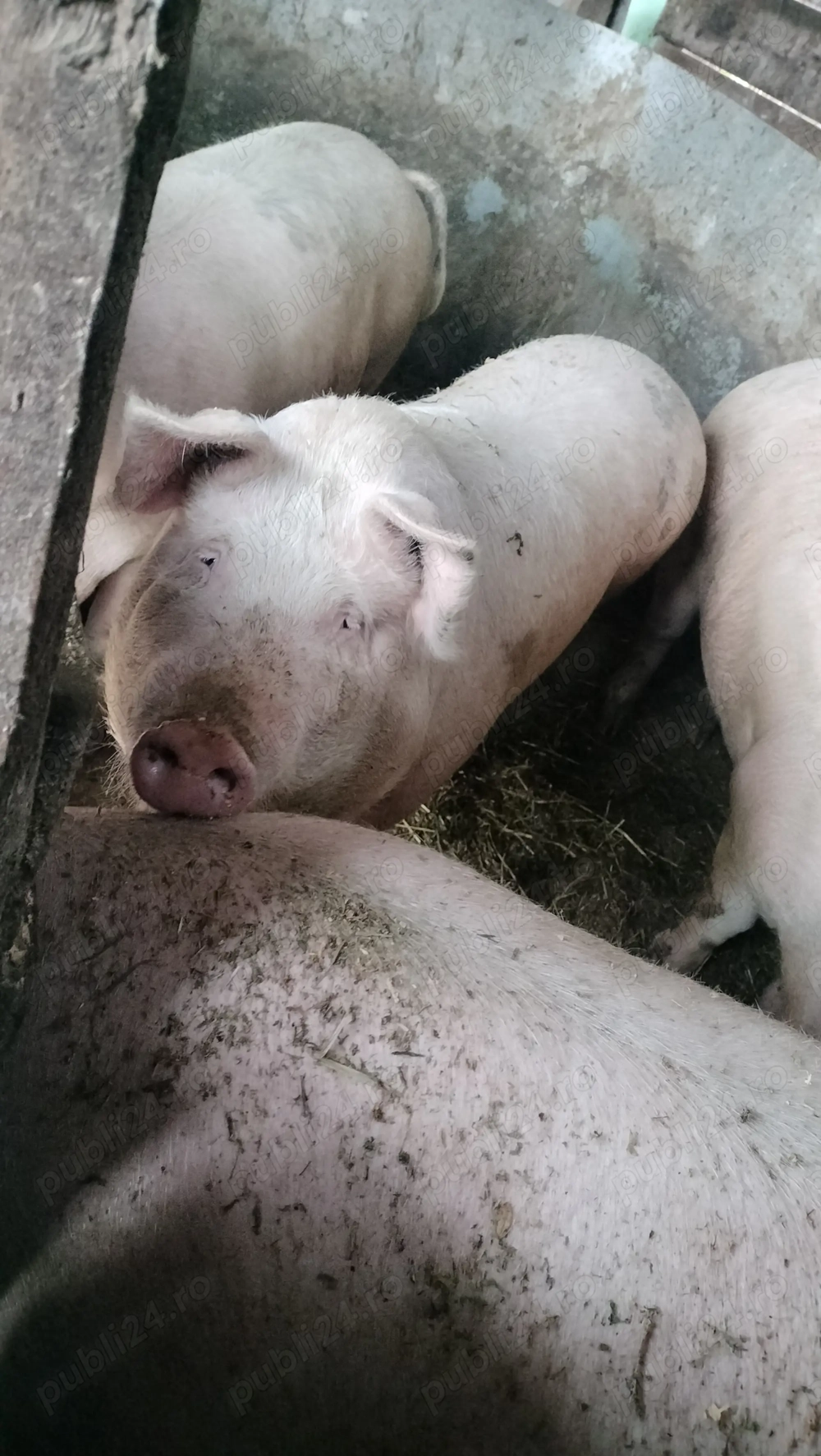 Vând porc calitate extra crescut cu cereale din productie proprie 