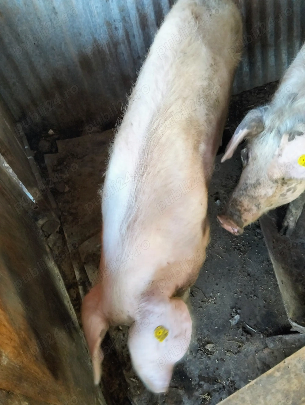 Porc de vânzare de carne