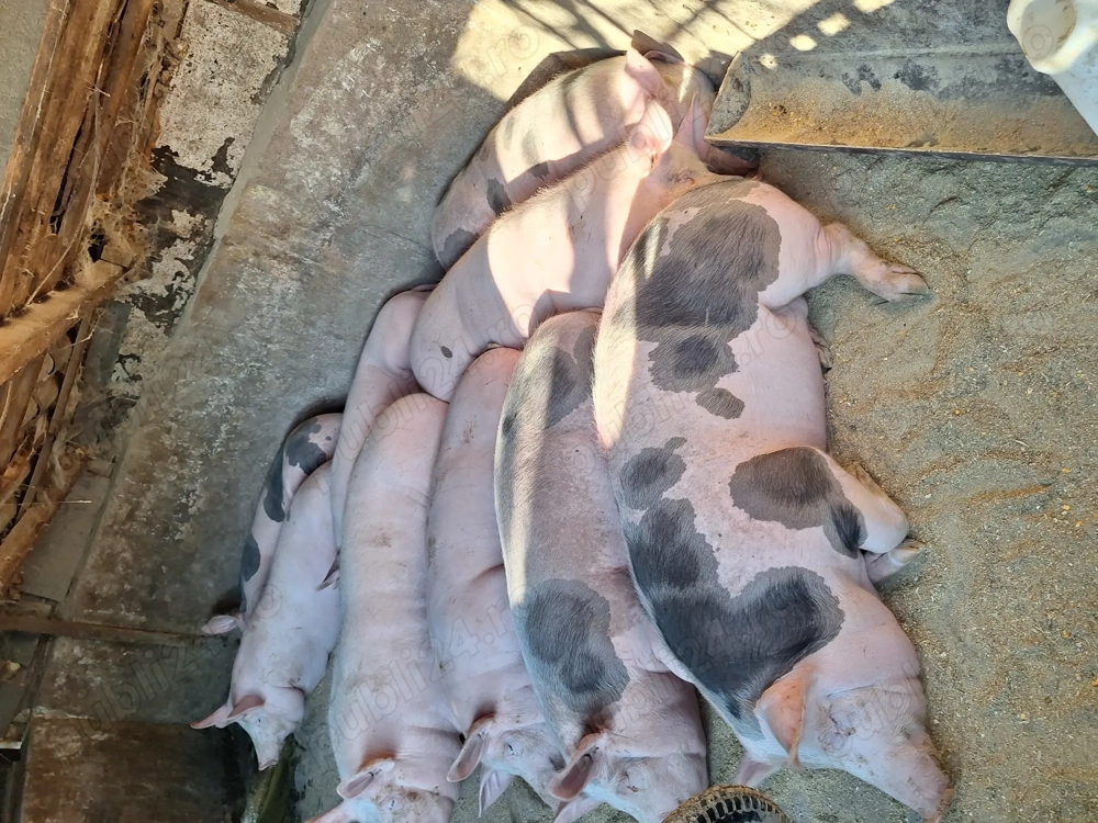 Vand 2 porci sunt de tara nu de ferma