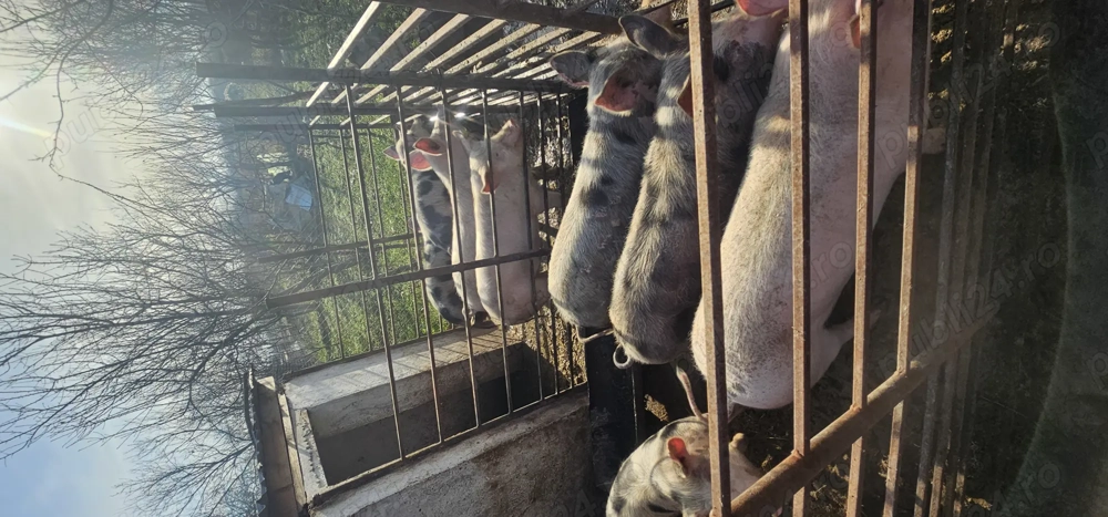 Vând porci 50-70 kg