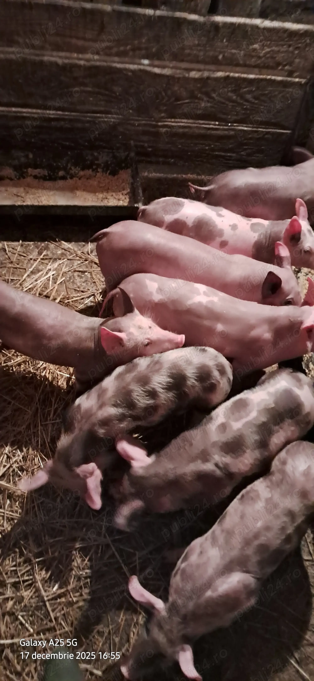 Vând purcei și șuldei pietrani 