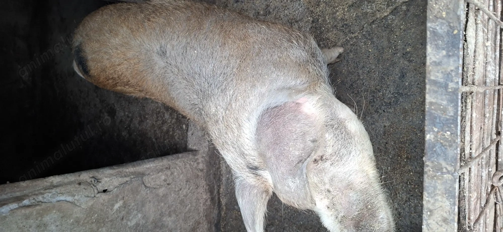 Purcea de vanzare neg 