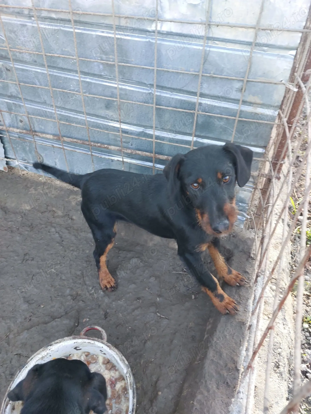 Vând 2 femele jagd terrier