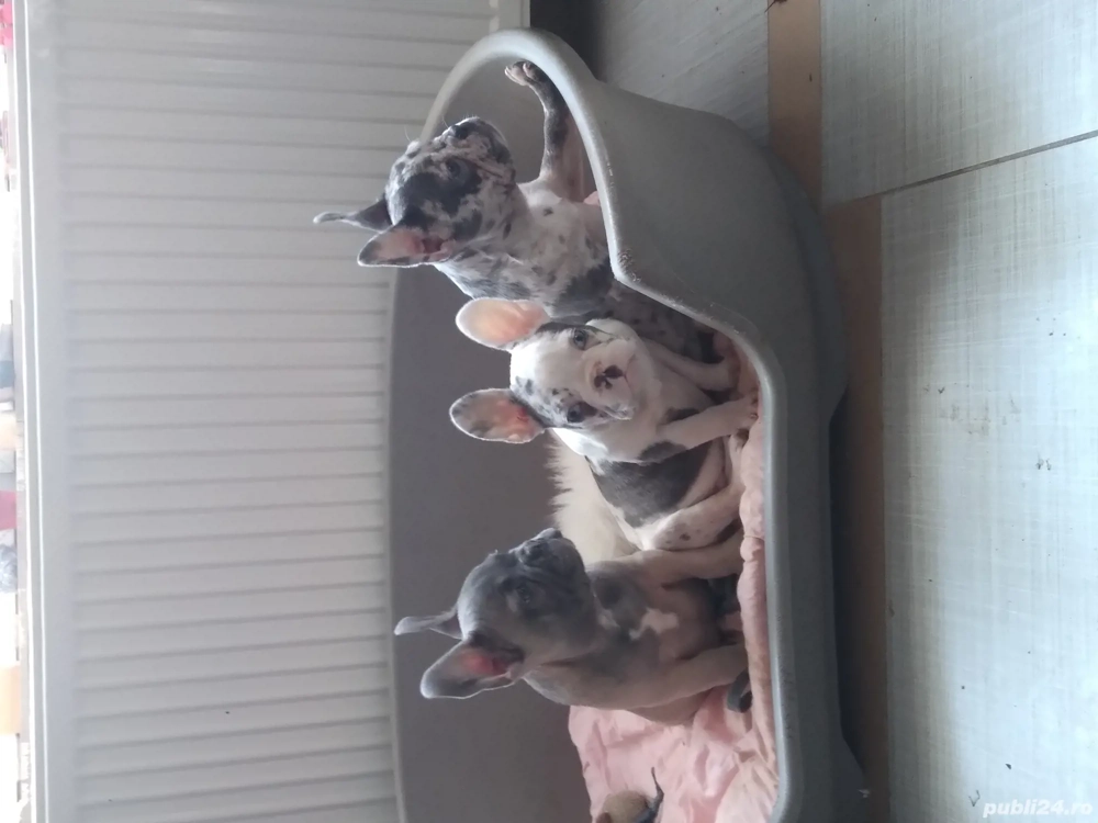 catei bulldog francez