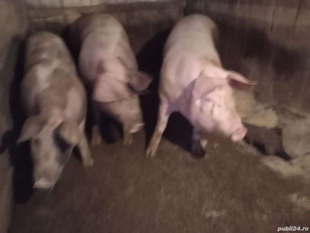 porc de vânzare in jur de 120kg