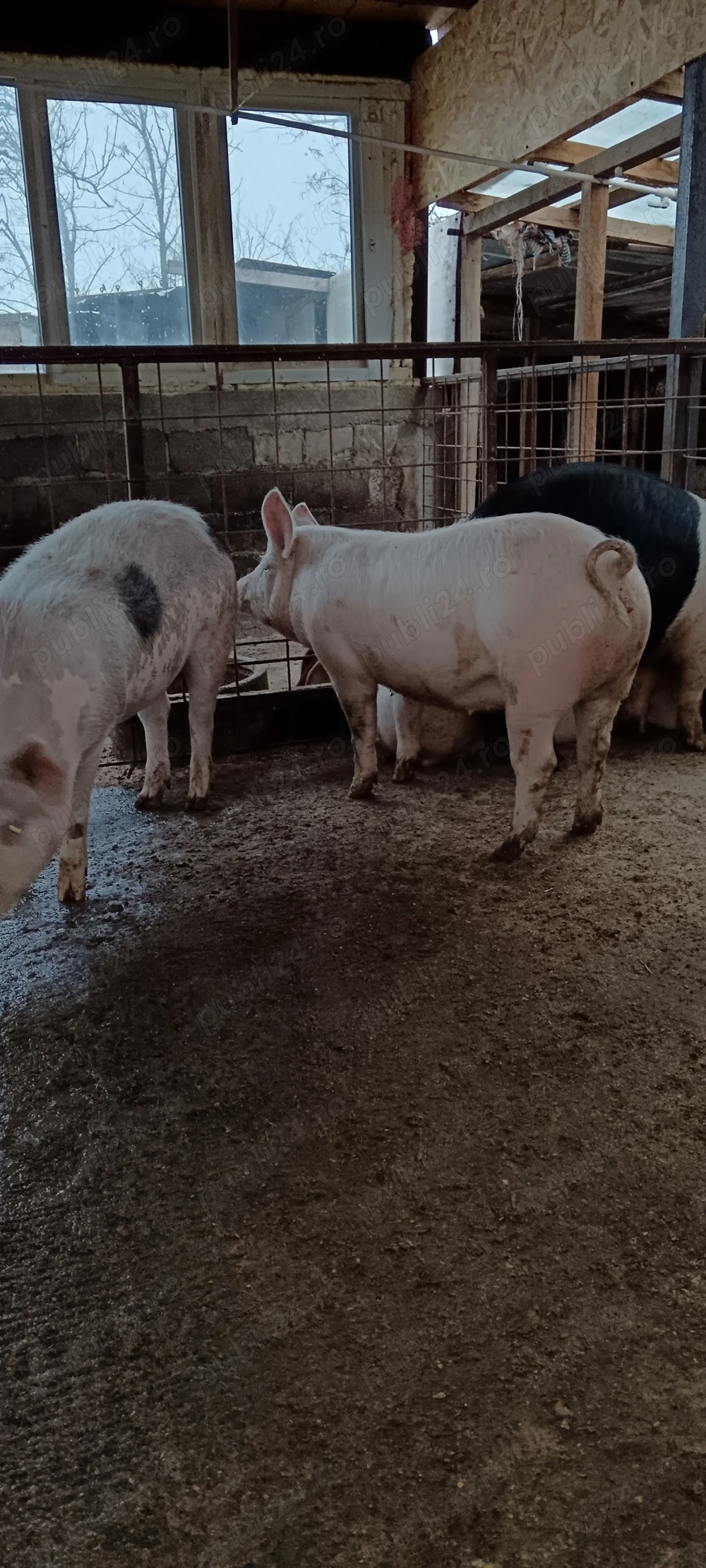 Vând 2 porci 100 kg