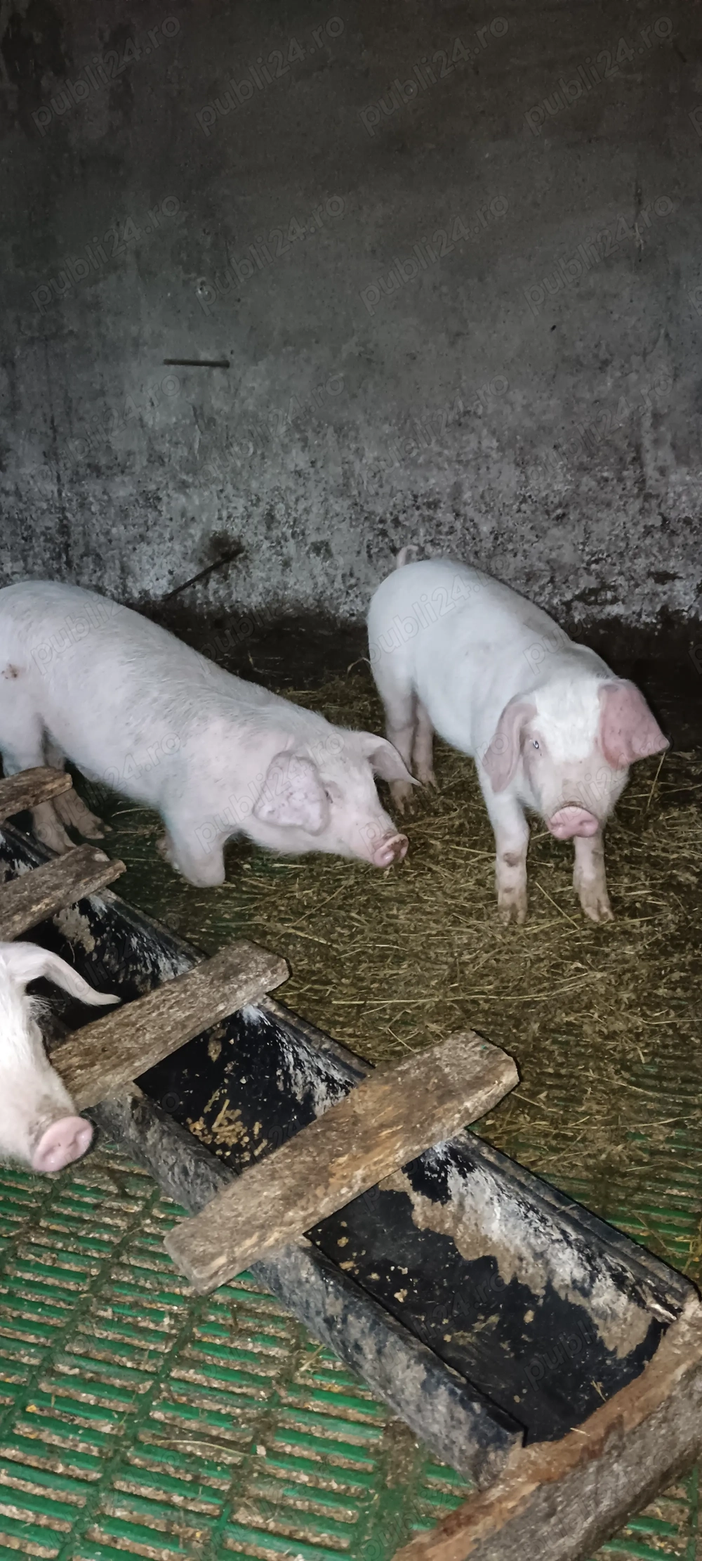 Purcei Landrace pur Danez