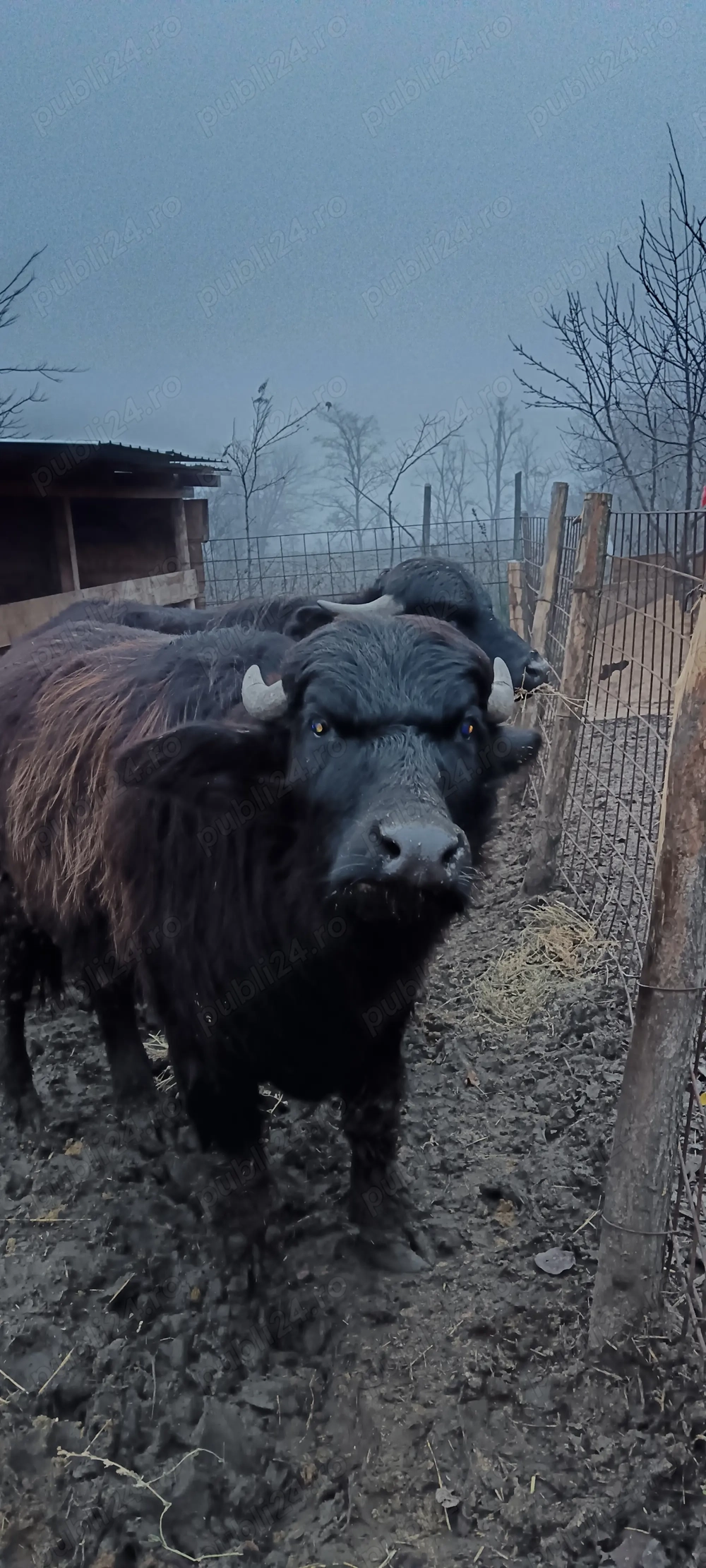 Disponibil o pereche de Bivoli