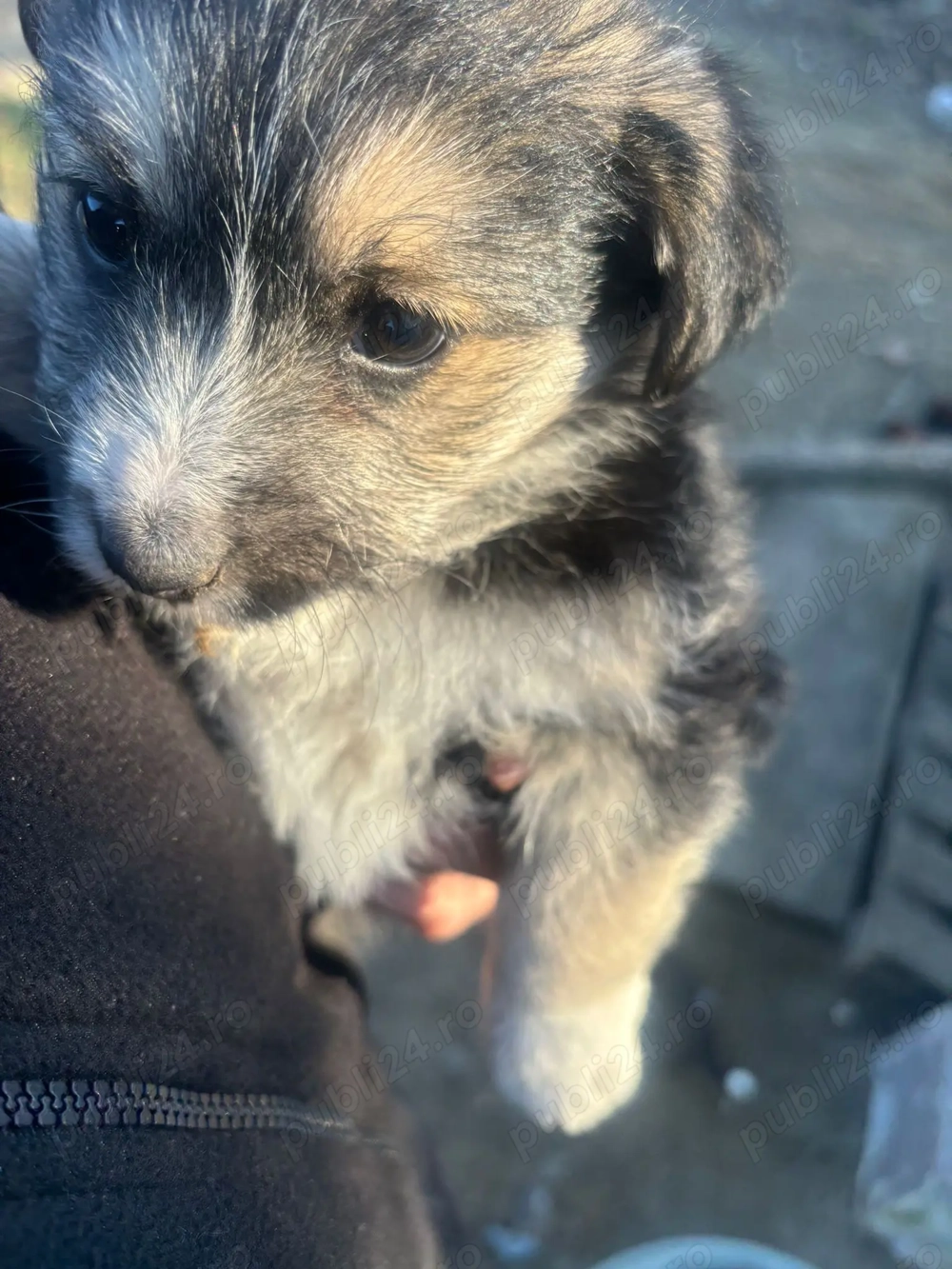 Dau spre adopție Bison !