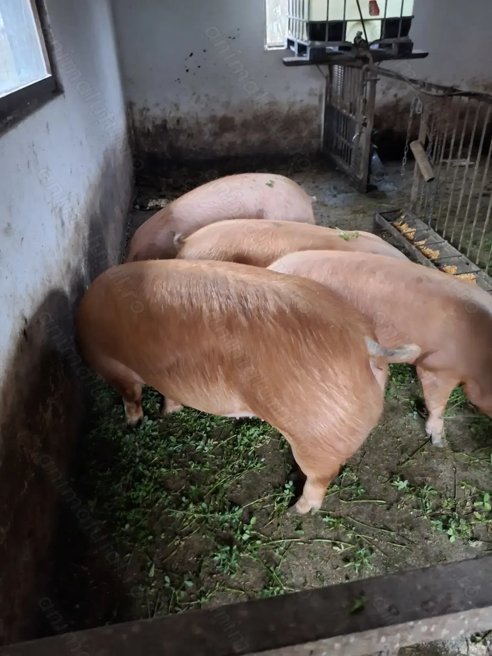 Vând porci 170-200kg