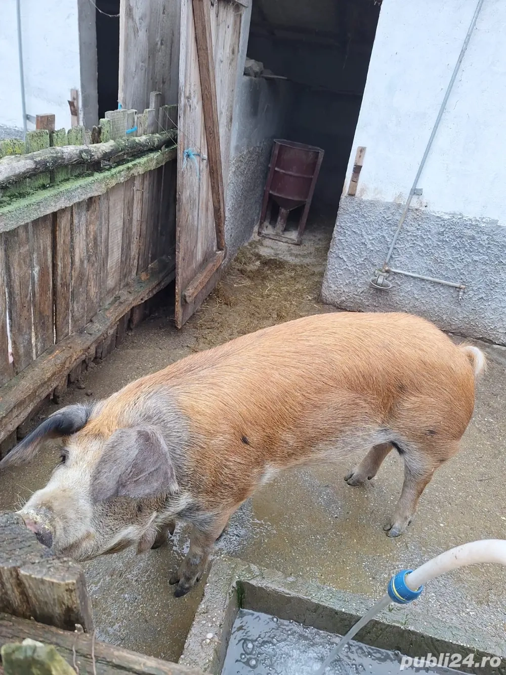 Porc pentru Craciun, rasa Duroc, crescut la tara