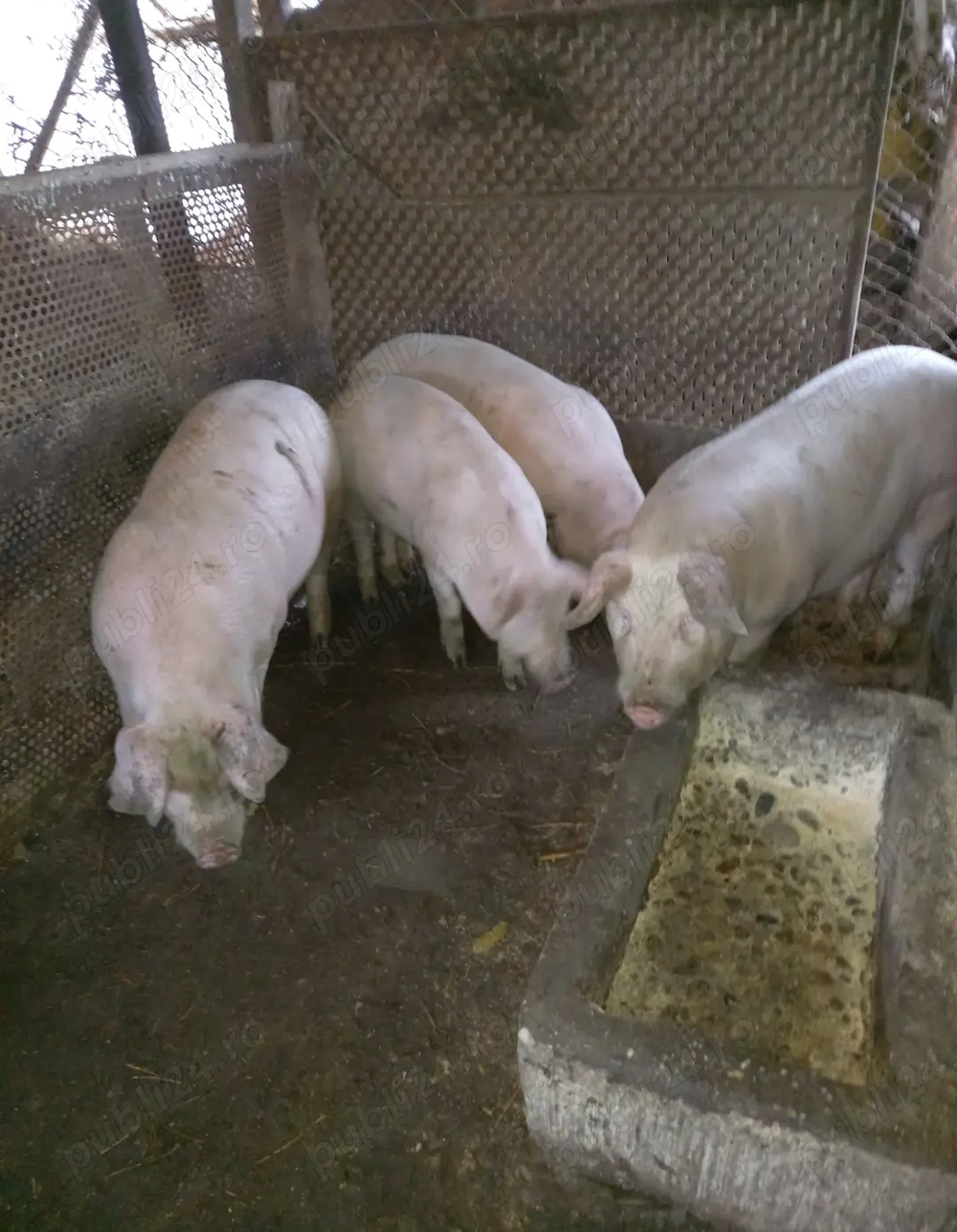 Disponibili la alegere 2 purcei din 4 rasa Landrace Pietrain !