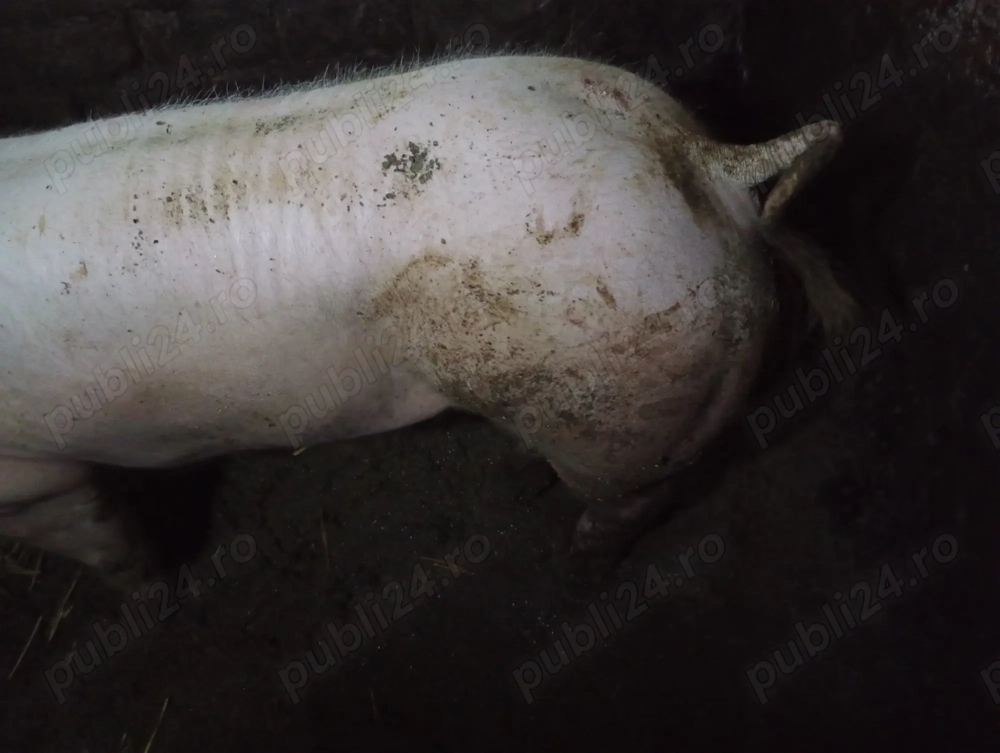 Vând sau schimb vier rasa pietrain foarte frumos și cuminte 