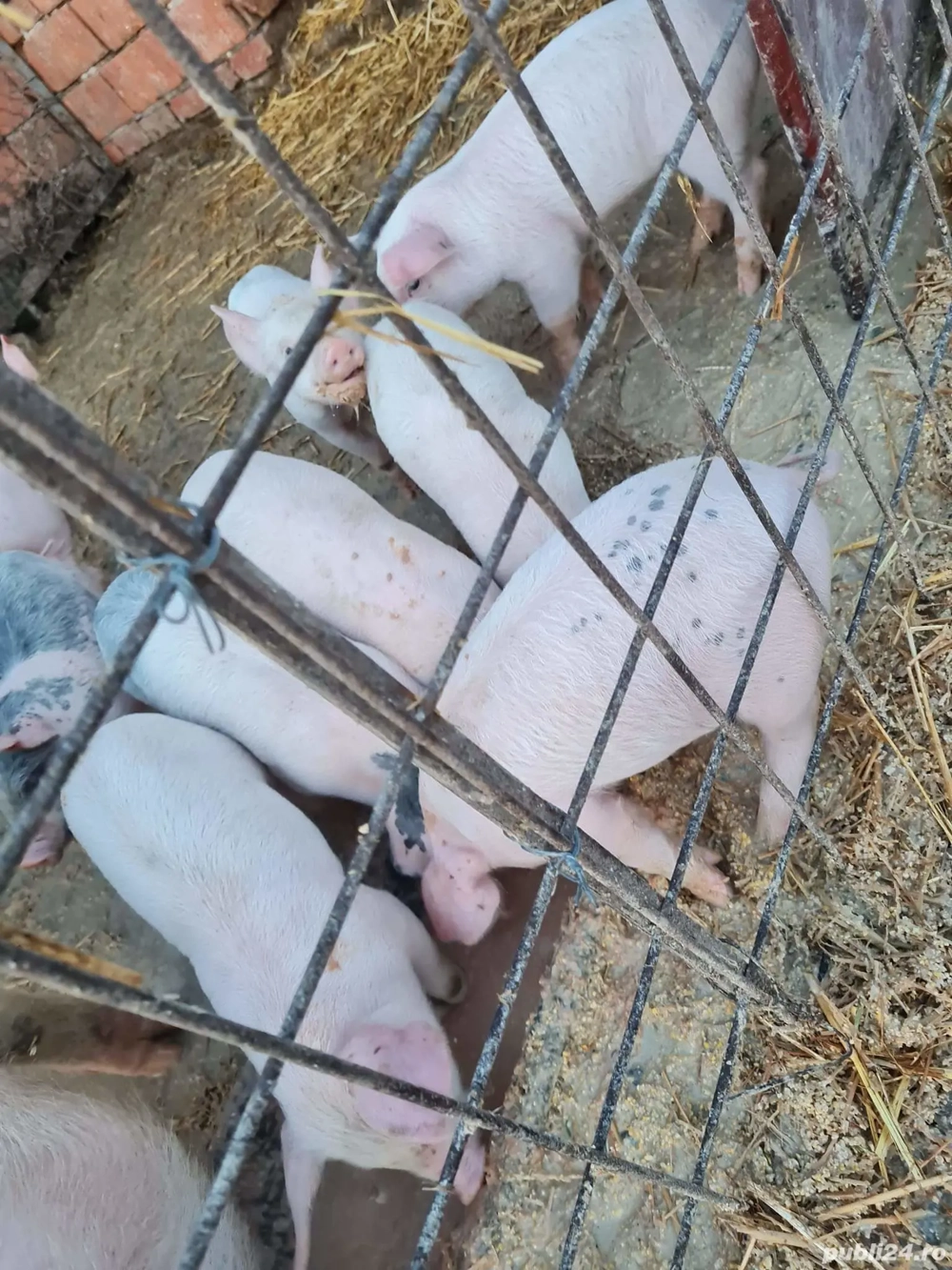 pucei 7 săptămânii 