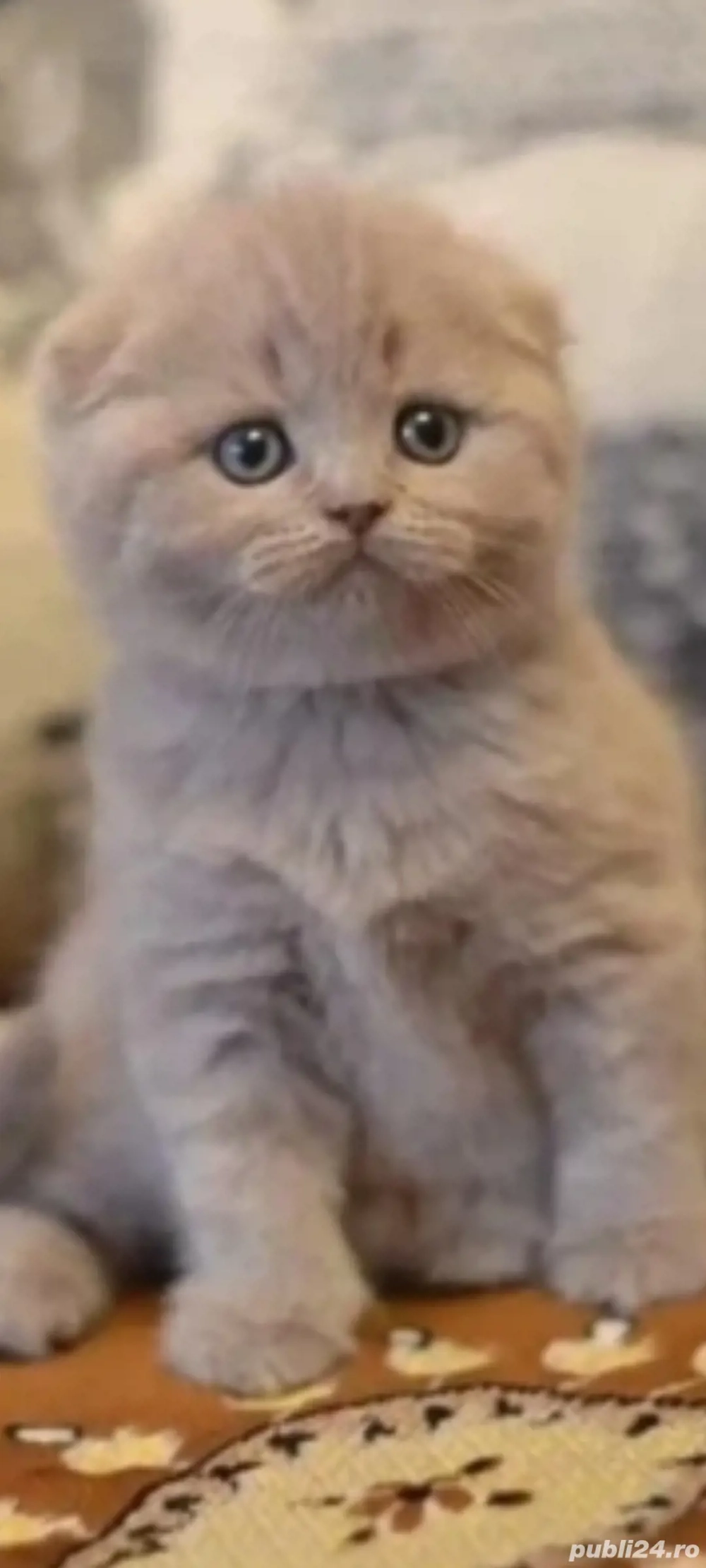 scottish fold cream!!!