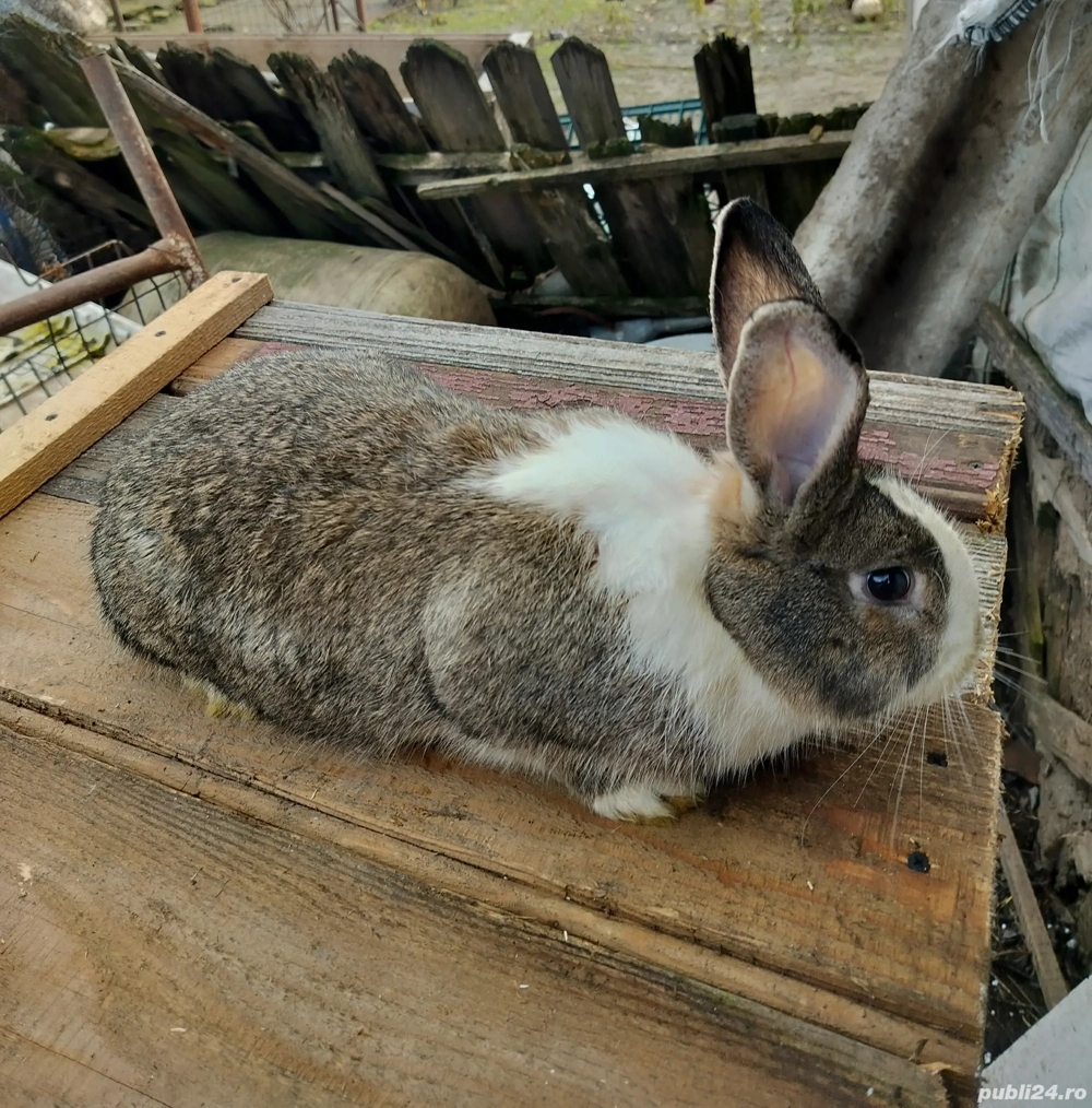 iepuri de vanzare