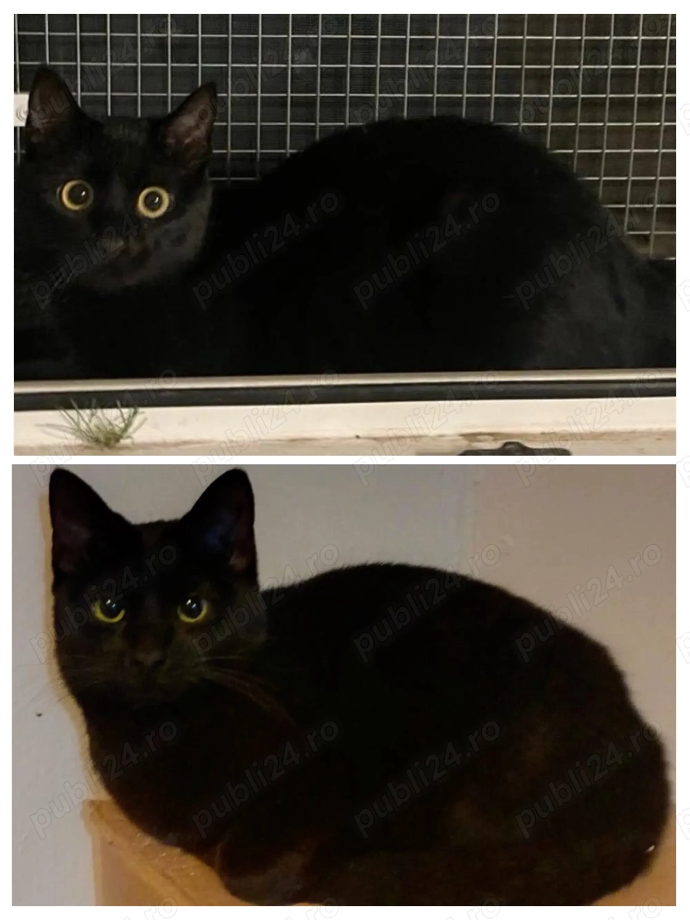 Metisi Bombay pui gratuit