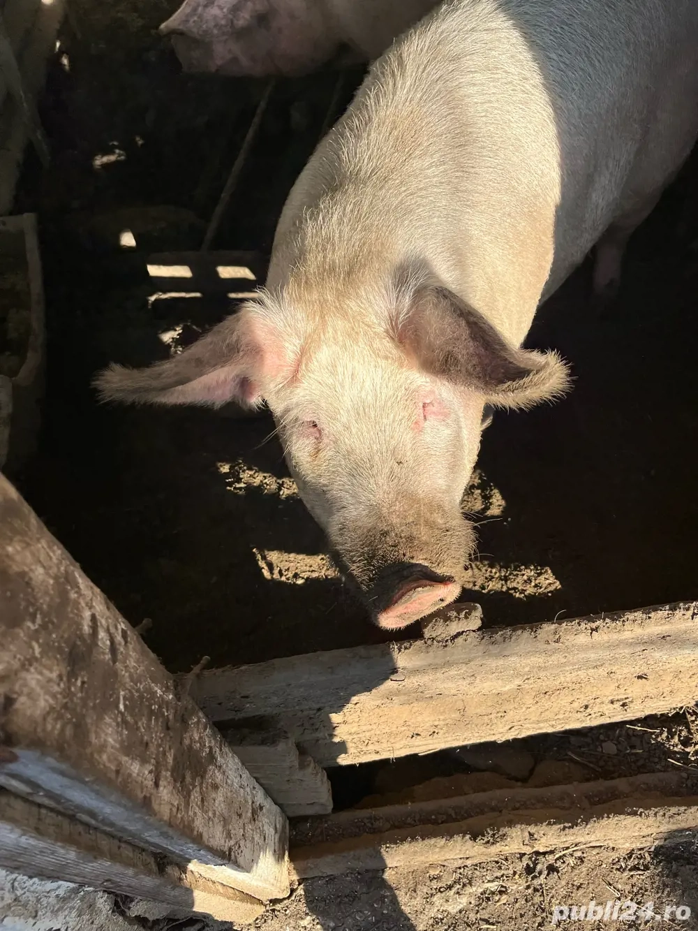 vând porc 130-140 kg