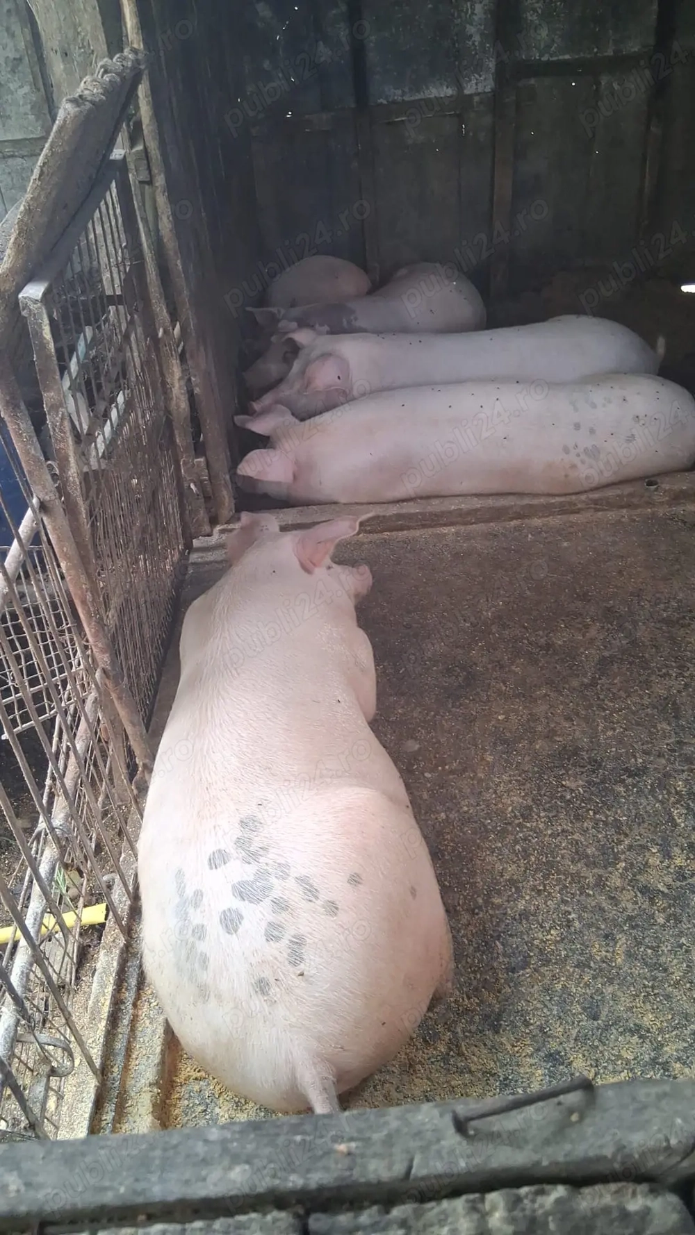 Vând porci 18 lei kg preț fix 