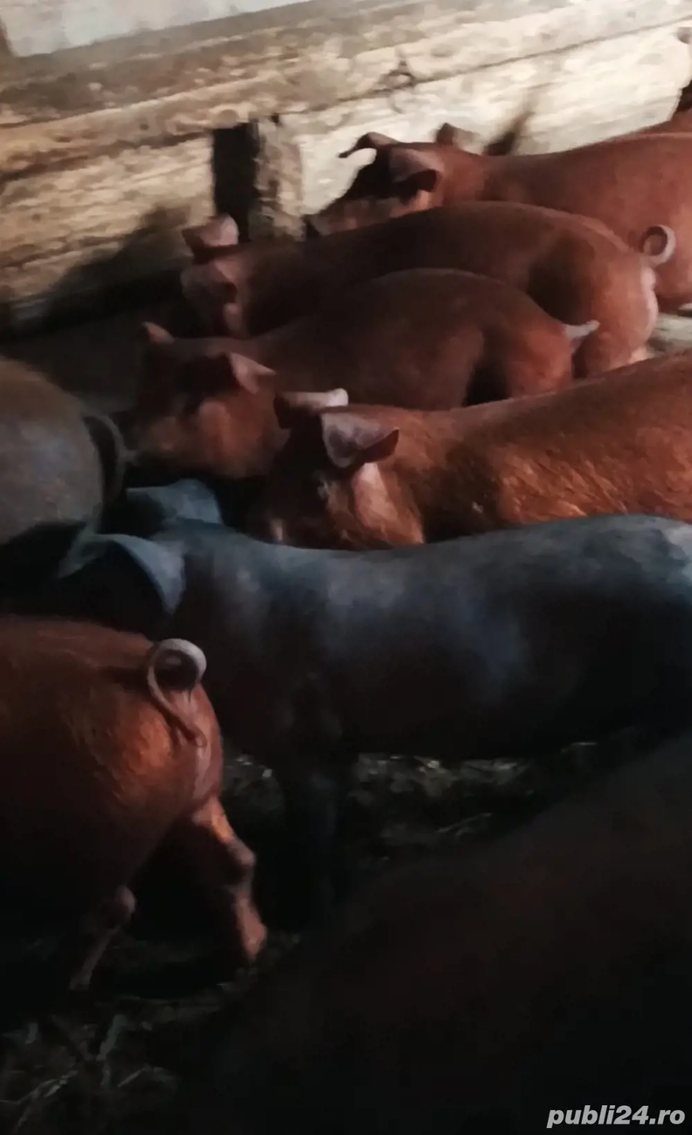 Șoldanei de vanzare