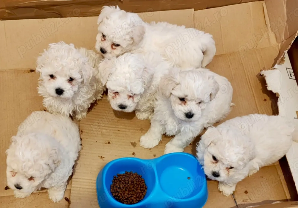 Vand căței Bichon Maltese 