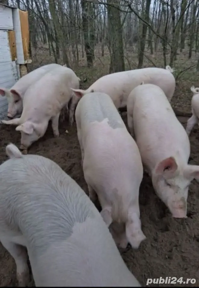 vând porci pentru sacrificare 100-125kg