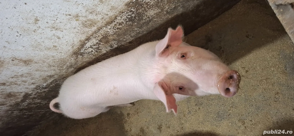 purcei din gospodărie propie