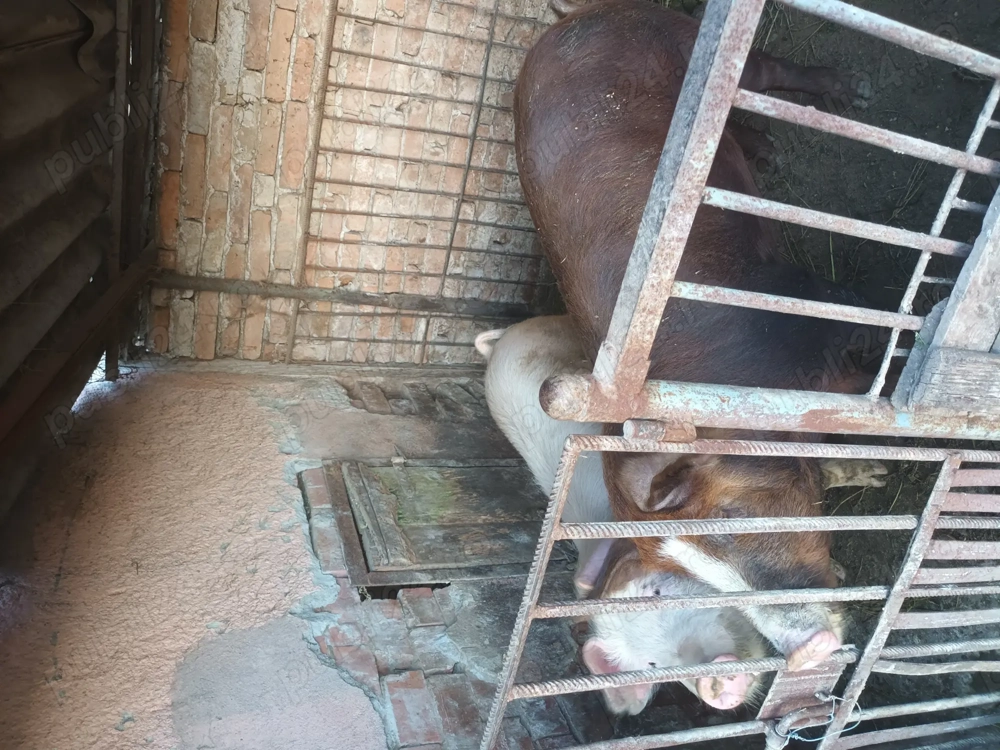 Vând porci 100-150 kg