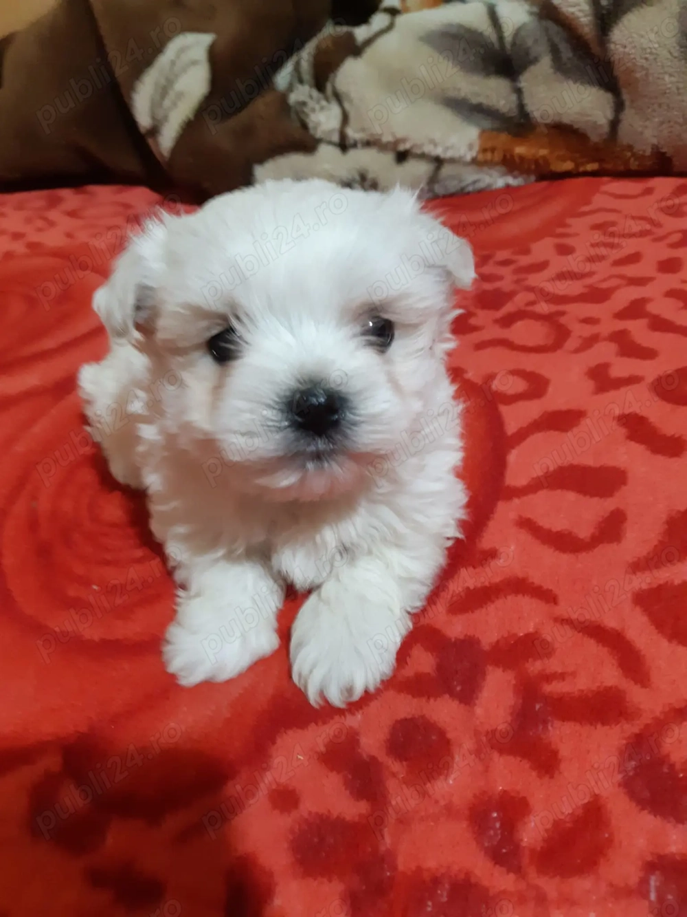 Bichon maltesse  mini toy 