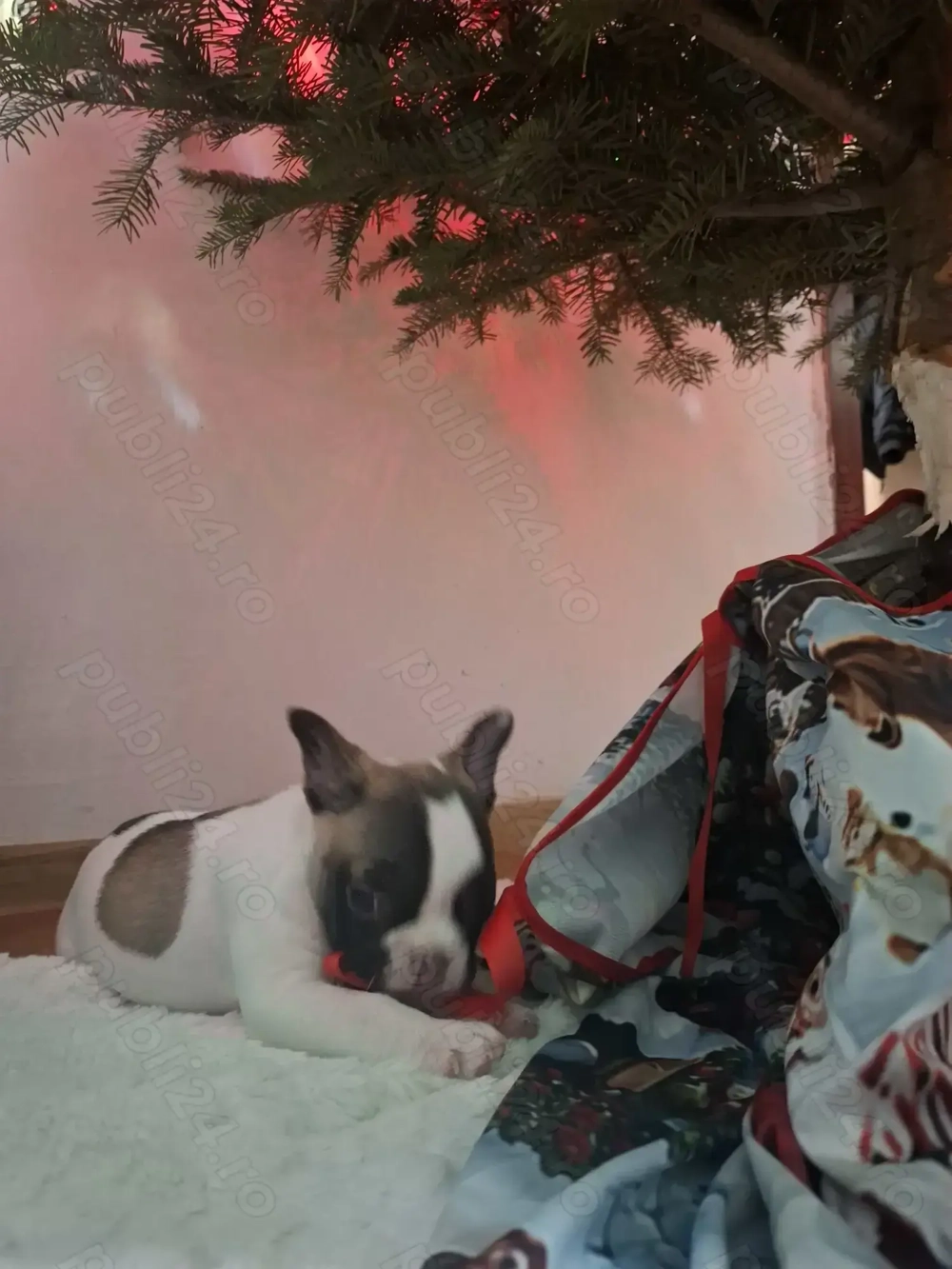 Bulldog francez femela