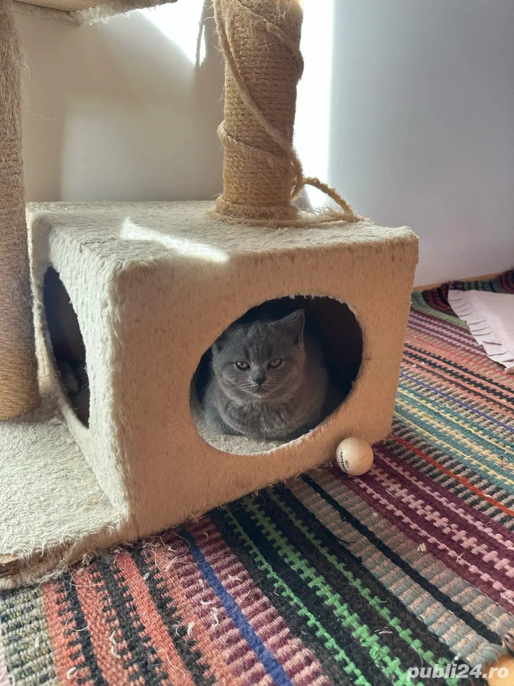 Pui british shorthair