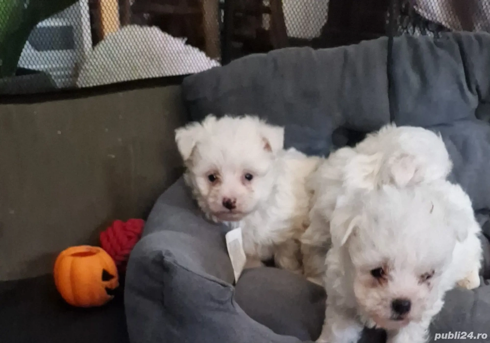 Cățeluși Bichon Maltez